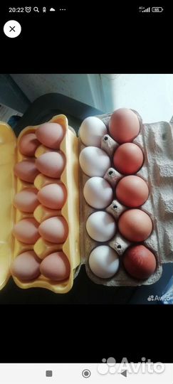 Яйцо домашнее