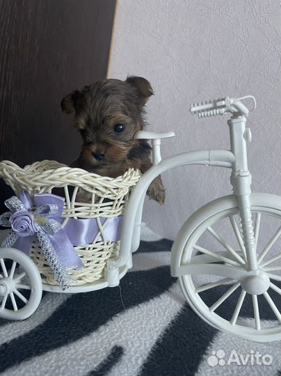 Йоркширский терьер