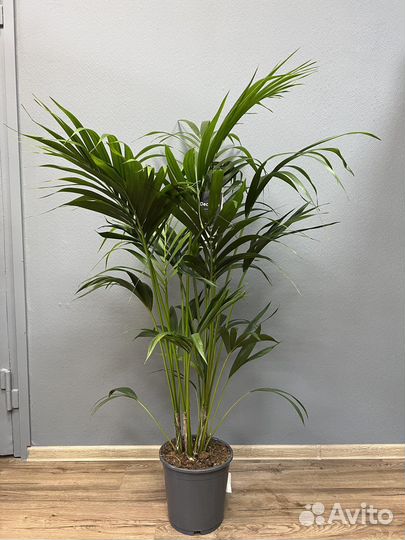 Пальма Ховея H 138 см