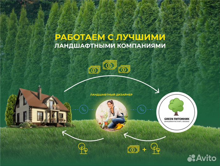 Туя в ассортименте:Смарагд,Брабант,Колумна