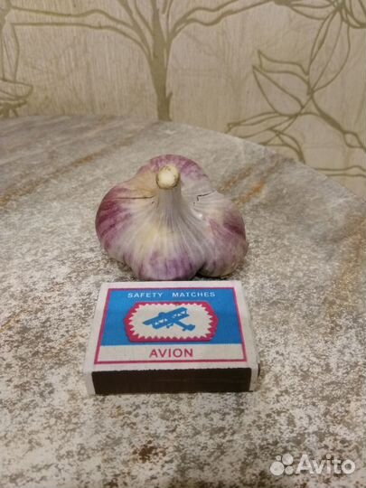 Семена чеснока