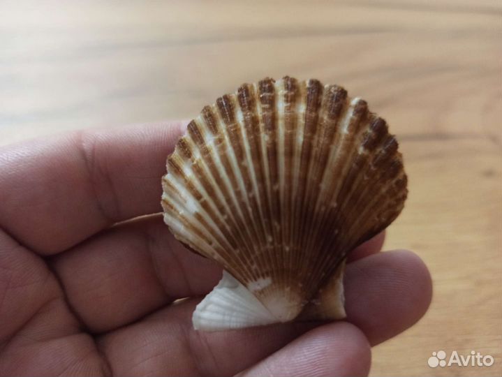 Морская раковина