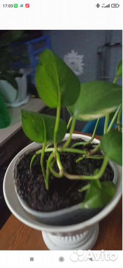 Лиана стендапсус