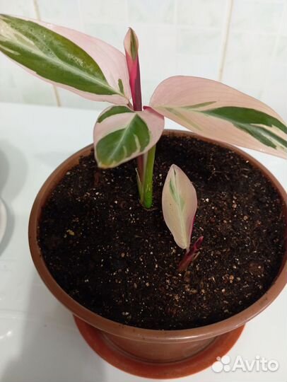 Строманта триколор