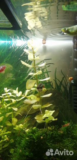 Аквариумные растения