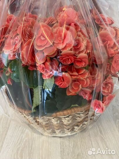 Цветы, новые