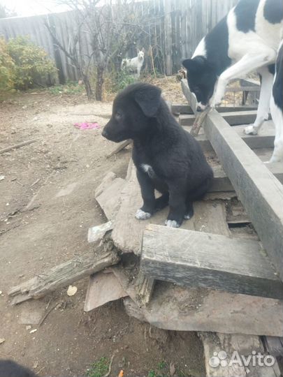 Отдам в добрые руки