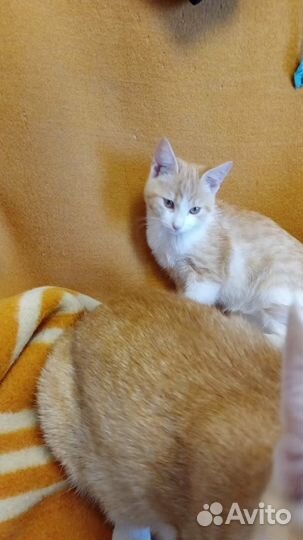 Котенок в добрые руки