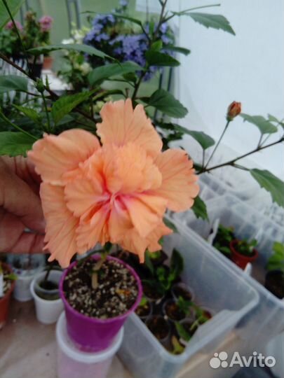 Гибискус китайская роза