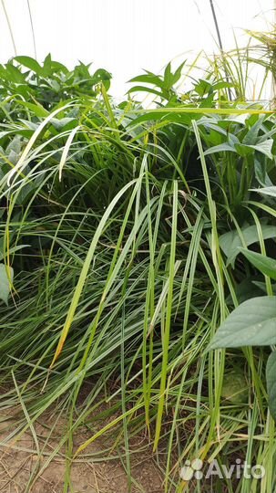 Сортовая чуфа