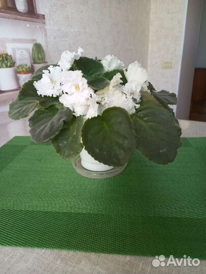 Фиалка белая цветущая, детки