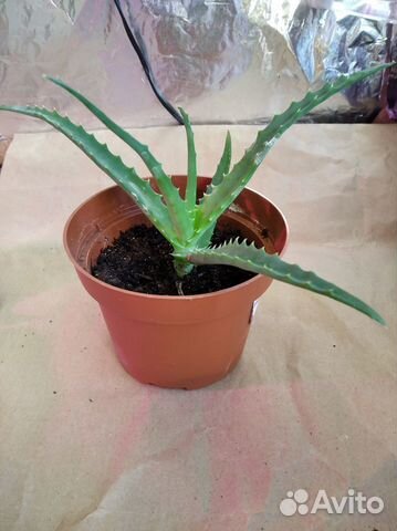 Алоэ лечебный