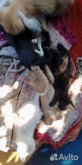 Котята в добрые руки