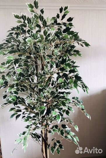 Искуственное растение фикус Бенджамина