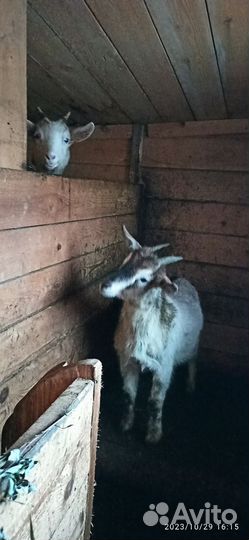 Молодые козочки