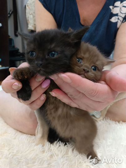 Британские котята