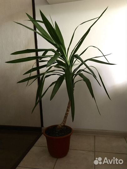 Пальма юкка