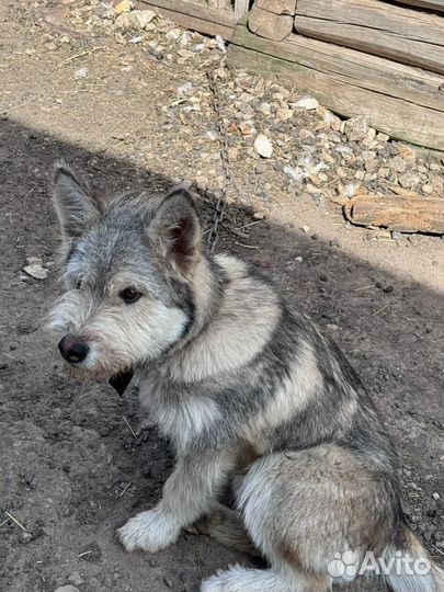 Собака в добрые руки отдам бесплатно