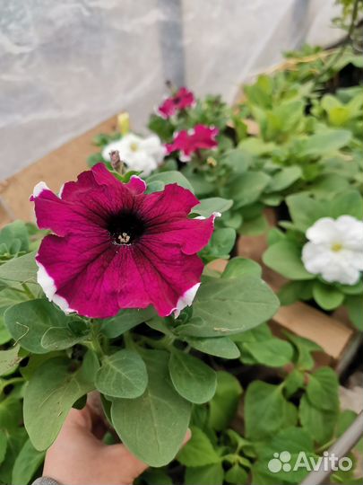 Рассада петунии ампельные кустовые