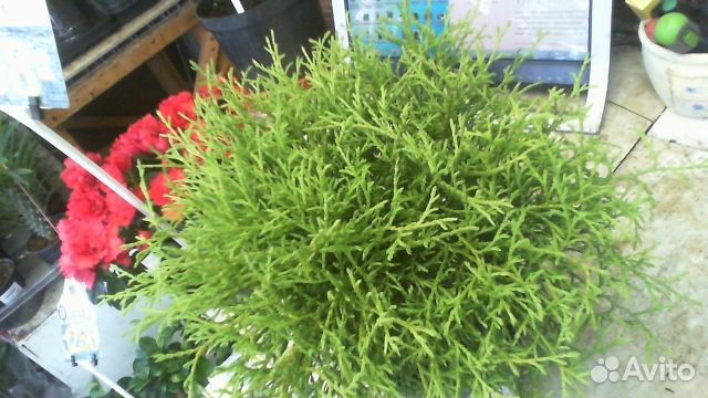 Туя шаровидная 