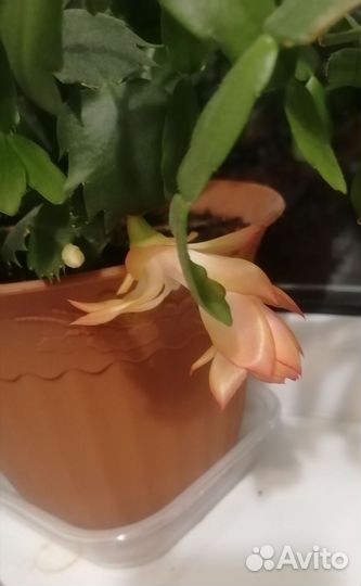 Декабрист шлюмбергера желтый