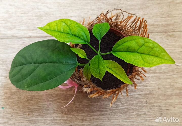 Клеродендрум госпожи Томпсон