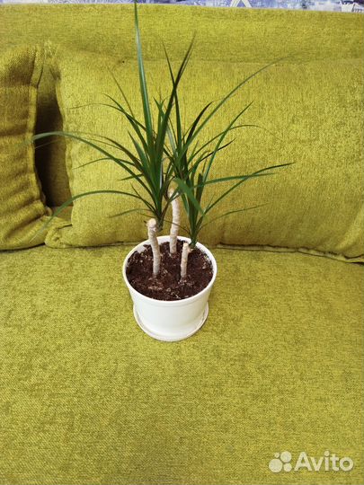 Пальма драцена