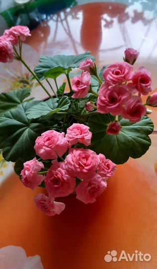 Пеларгония герань сортовая