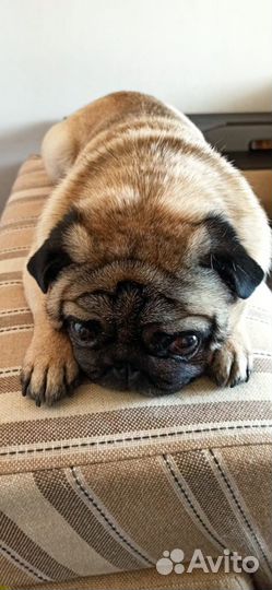 Вязка, мопс