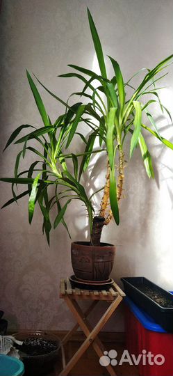 Пальма юкка