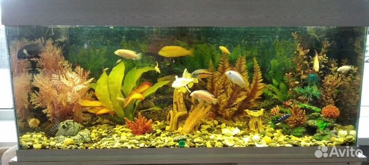 Обслуживание Аквариумов