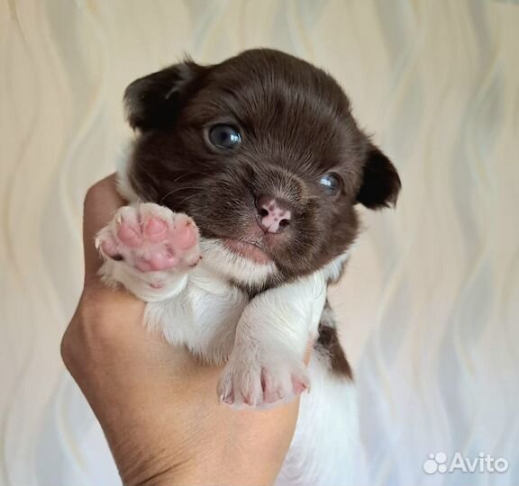 Щенки чихуахуа длинношерстные