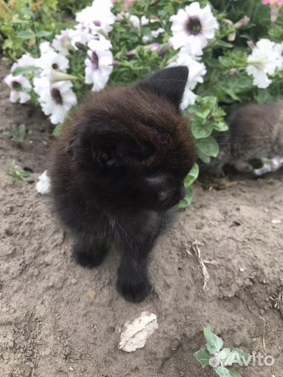 Котята в добрые руки даром