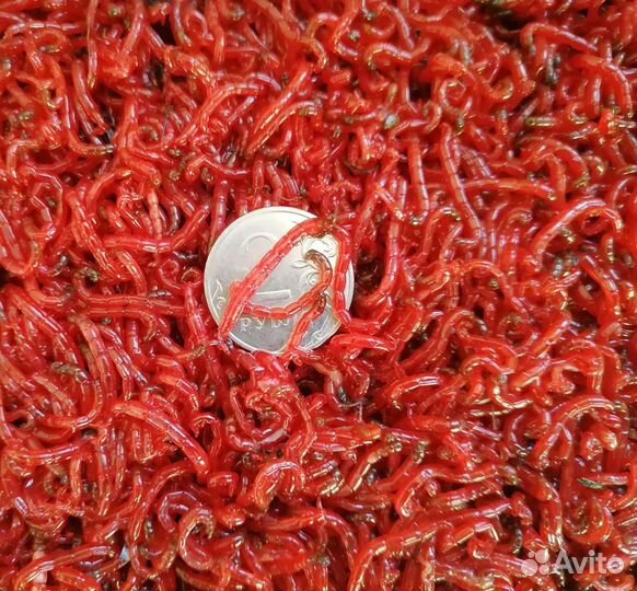 Живец карась, плотва