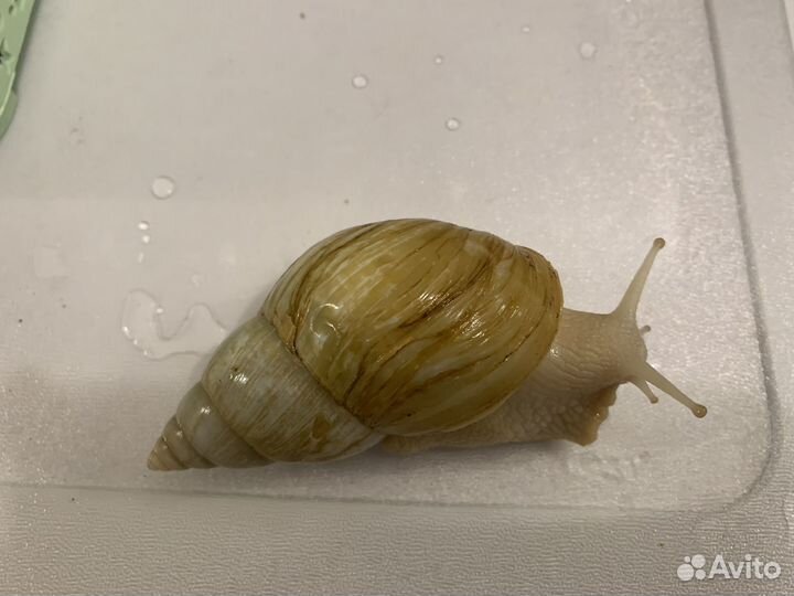 Улитки ахатины