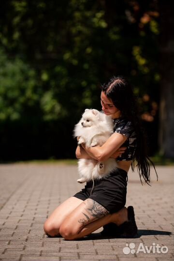 Померанский шпиц вязка кобель