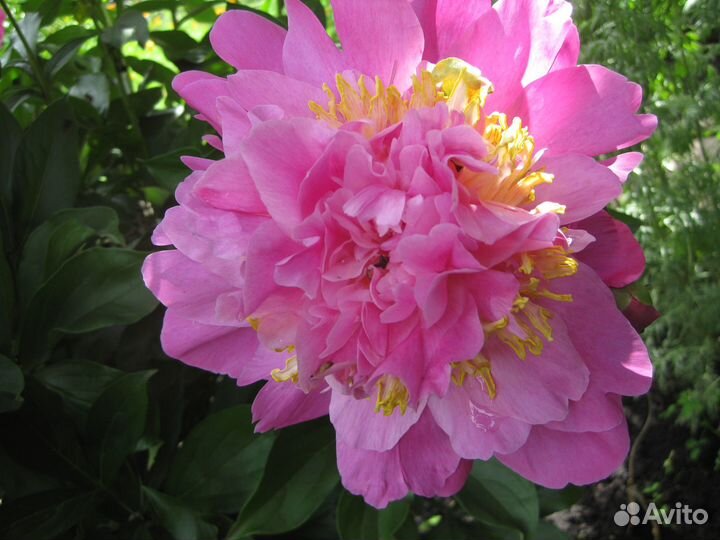 Сортовые пионы осень 2023