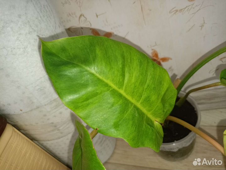 Филодендрон пин Тонг splash