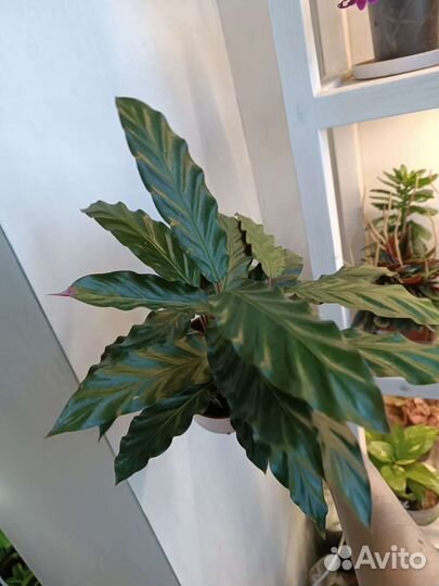 Калатея. Очень красивый кустик