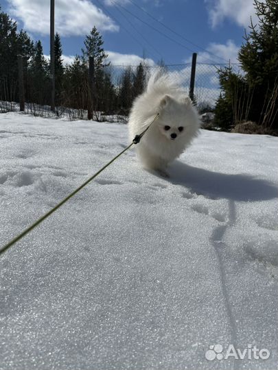Шпиц вязка