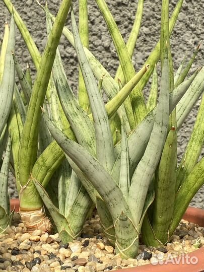 Сансевиерия S. cv “Lady Charm”