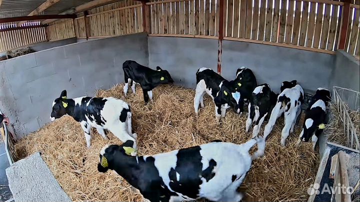 Телята бычки