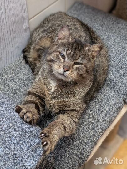 Дания в добрые руки