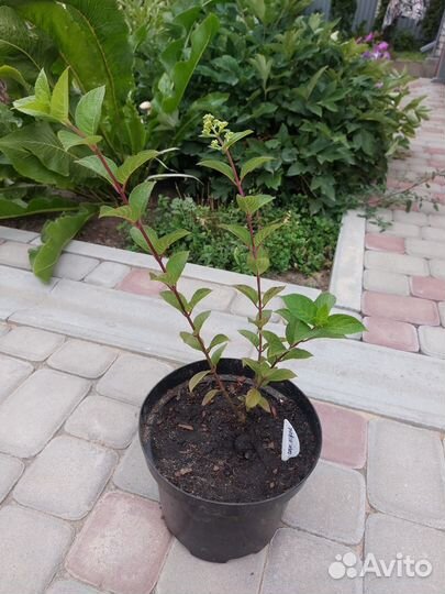 Метельчатые гортензии Самарская Лидия