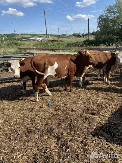 Телки продаю