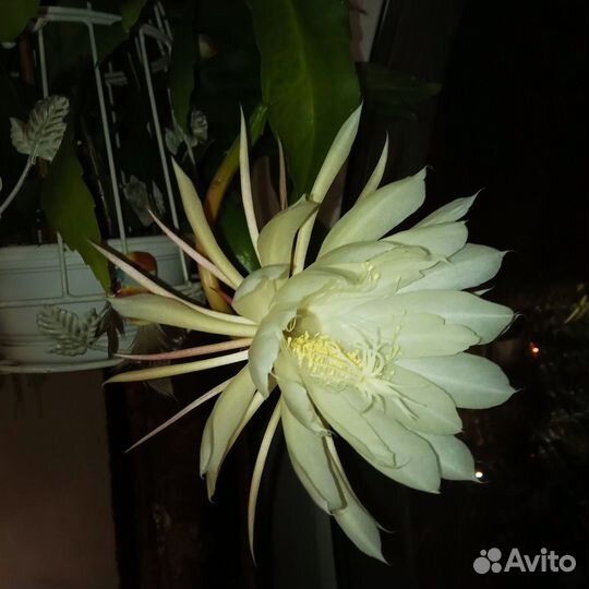 Эпифиллум (лесной кактус) белые цветы и