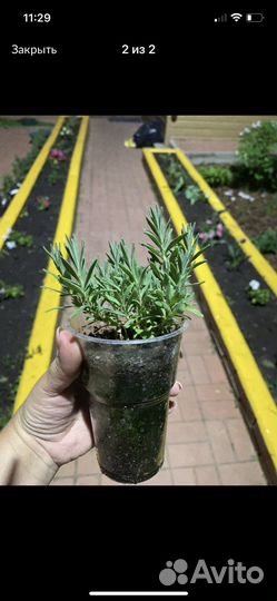 Лаванда узколистная Прованс стакан 1л