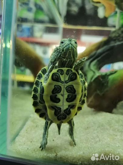 Красноухая черепаха маленькая