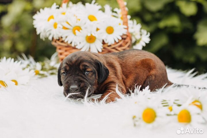 Щенки Баварской Горной Гончей