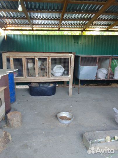 Кролятники